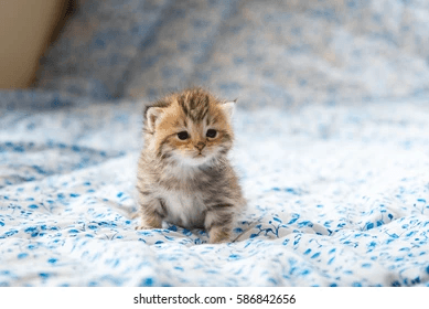 close-cute-lonely-kitten-sit-260nw-586842656