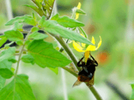 190px-Bumblebees_and_Tomato_flowers