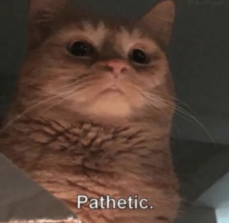 pathetic-cat-meme-1