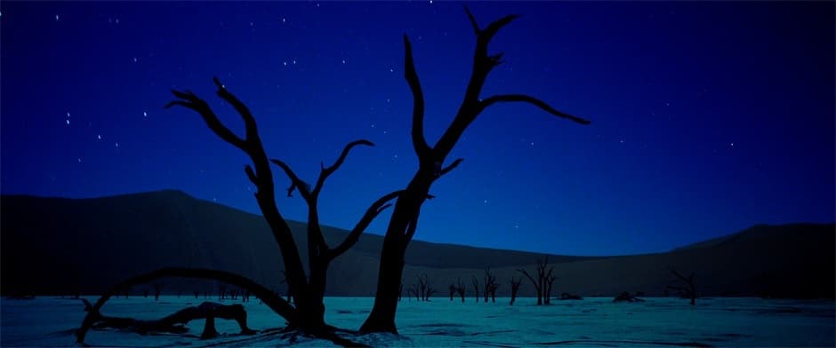 samsara+night_tree