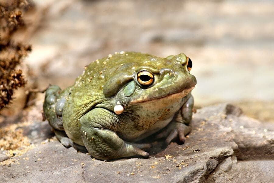 bigstock-Colorado-River-toad-Incilius-B-70292611-min