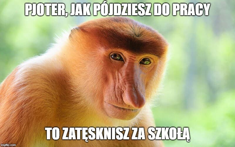 nosacz_memy_praca_4